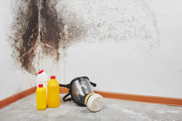 Best Kitchen Mold Remediation in Boonville, MO