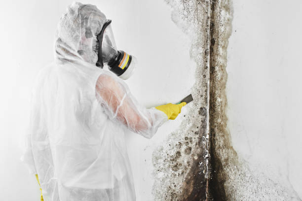 Trusted Boonville, MO Mold Remediation Experts