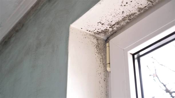 Best White Mold Remediation in Boonville, MO