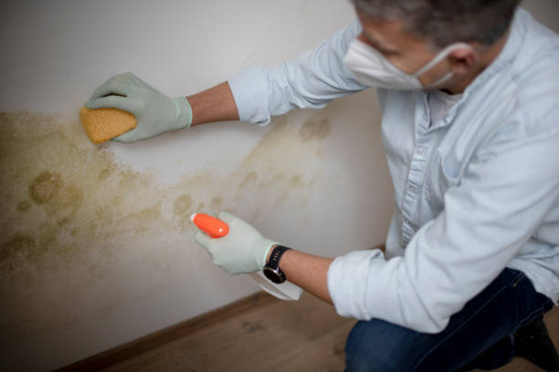 Best Post-Flood Mold Remediation in Boonville, MO