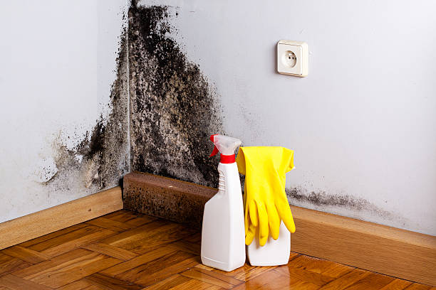 Best Crawl Space Mold Remediation in Boonville, MO